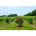 Chilford Hall Vineyard Tour and Tasting with Afternoon Tea for Two