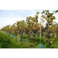 Sedlescombe Organic Deluxe Vineyard Tour and Tasting for Two in East Sussex