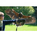 Birds of Prey Experience in Hampshire