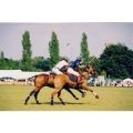 Discover Polo Experience at Westcroft Park