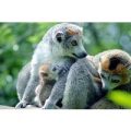 Meet The Animals at Bristol Zoo including Entry for Two and Free Drink