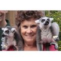 Meet the Lemurs Experience at Paradise Wildlife Park
