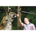 Feed The Big Cats By Hand at Paradise Wildlife Park – Weekdays