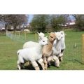 Lucky Tails Alpaca Farm Entry with Alpaca Walk for Two Adults a Two Children