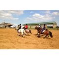 One Hour Horse Riding Experience – UK Wide