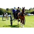 Learn to Drive a Horse and Carriage at Easter Hall Park