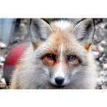 Meet the Red Fox with Park Entry for Two at Ark Wildlife Park
