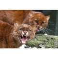 Zookeeper Experience for Two at Ark Wildlife Park