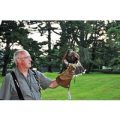Birds of Prey Experience for Two at North Devon Falconry