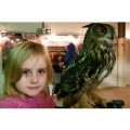 Owl Flying and Handling Experience at Shropshire Falconry
