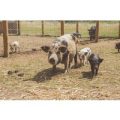 Meet the Pigs for a Family of Four at Kew Little Pigs