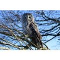 VIP Owl Experience at Sussex Falconry