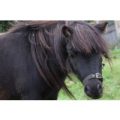 Pony Grooming Experience for Two at Animal Rangers