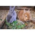 Small Animal Handling and Grooming Experience for Two at Animal Rangers