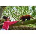 Red Panda Encounter at Drusillas Zoo Park