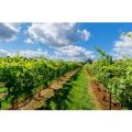 Vineyard Tour with Wine Tasting for Two at Kingscote Estate
