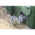 Meet the Meerkats Experience for Two at Willow’s Bird of Prey Centre