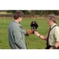 Three Hour Birds of Prey Day for Two