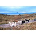 Husky Hiking Experience for One at Dorchar Aile
