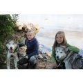 Husky Dog Sledding Experience for One at Dorchar Aile