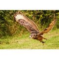 2 Hour Birds of Prey Experience for Two at CJ’s Birds of Prey