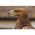 Half Day Falconry Experience for Two