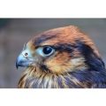 Birds of Prey Experience with Cream Tea for Two at Willows Bird of Prey Centre