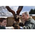 Keeper for a Day for Two at Willows Bird of Prey Centre