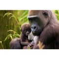 Family Entry to ZSL London Zoo