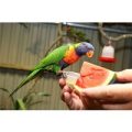 Meet the Lorikeets and Afternoon Tea for Two at Kirkley Hall Zoo