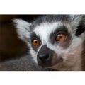 Meet the Lemurs and Afternoon Tea for Two at Kirkley Hall Zoo