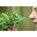 Meet the Reptiles and Afternoon Tea for Two at Kirkley Hall Zoo